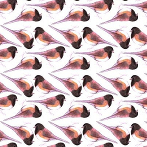 Dark eyed junco birds watercolor