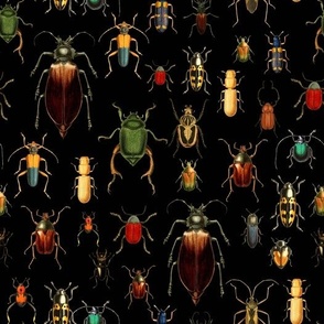 10" Vintage Beetles and Bugs on Black Vintage home decor, antique wallpaper,