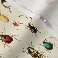10" Vintage Beetles and Bugs on beige cream