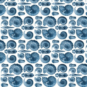 Ernst Haeckel Ammonite Deep Sea Blue Railroaded