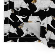 Trotting rough & smooth Color head white Collies border - black