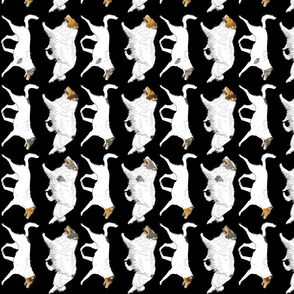Trotting rough & smooth Color head white Collies border vertical - black