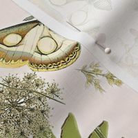 Moths on Blush