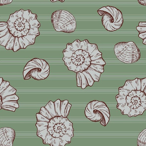 shells