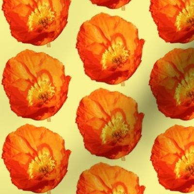 Orange Poppy with Yellow