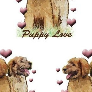 Puppy Love briard puppy