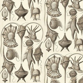 Ernst Haeckel Peridinea Dinoflagellate Wenge