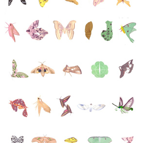 moth alphabet