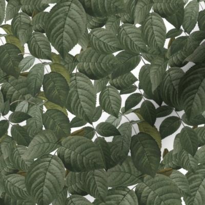 leaves on white