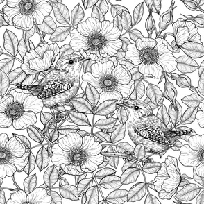 Wrens in the roses, black and white