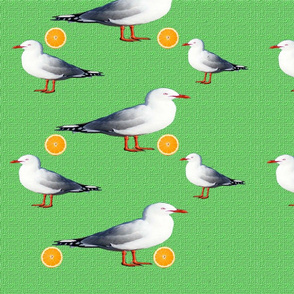 seagulls_oranges