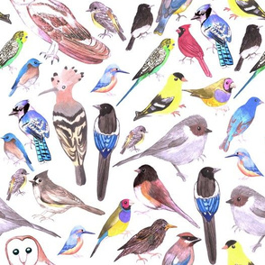 Various watercolor birds- goldfinch, bushtit,  cedar waxwing, black billed magpies, barn owl, budgerigar or budgies, black phoebe, kingfisher, gouldian finch, 