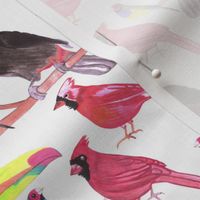 Toucans, gouldian finch and cardinals-birds in tetrad color scheme