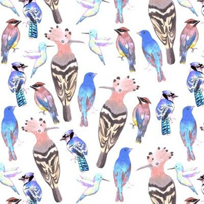  Hoopoe, indigo bunting, blue jays, cedar waxwing, hummingbird, birds in tetrad color scheme