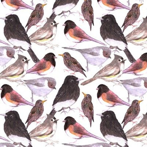 Starlings, juncos, titmouse, black phoebe, bushtits, Birds in warm color scheme