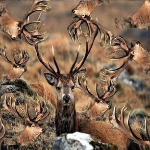 deer pattern print
