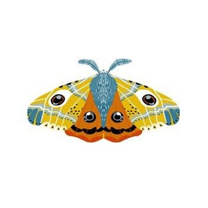 Lovely Moth 5