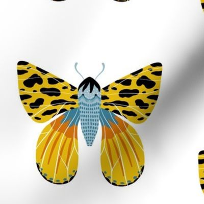 Lovely Moth 3
