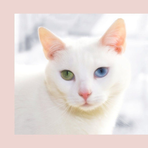 Odd-eyed White Cat Panel