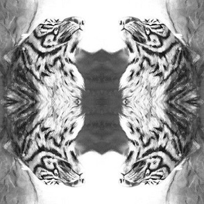 TIGER REFLECTION FELINE CHALK PASTELS DRAWING BW black and white  PAYSMAGE