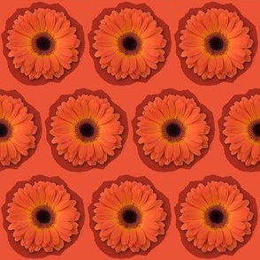 bright orange English daisy