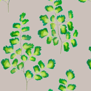 Maidenhair Ferns On Stone