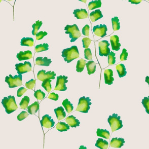 Maidenhair Ferns On Rice