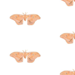 moth.001