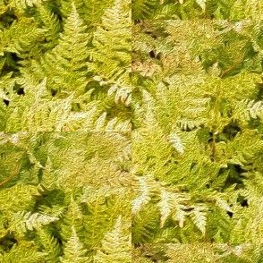 Wood Fern fabric