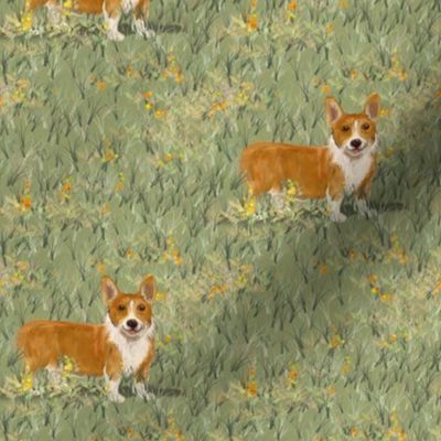 Pembroke Welsh Corgi in Wildflower Field