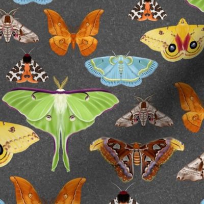 Moth Collection on gray