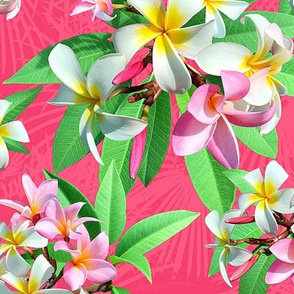 Plumeria Party Gone Pink