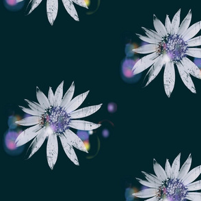 White Sunflower Navy Blue Background