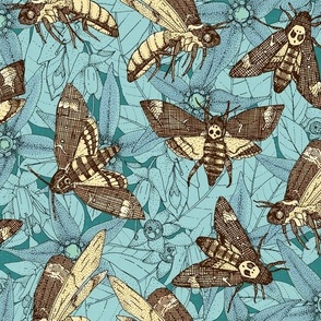 Death's-head hawkmoth teal