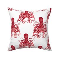octopus verrucosus red