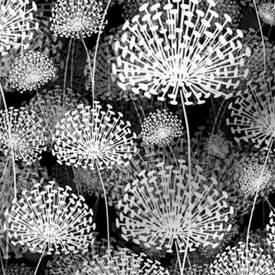 Black and White Dandelions 50