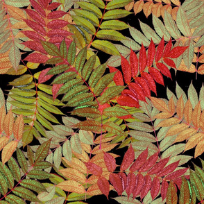 Sumac in Fall