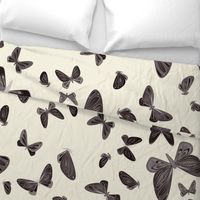 large - moths in dark brown on natural