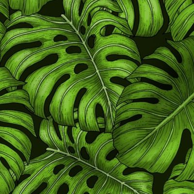 Monstera leaves