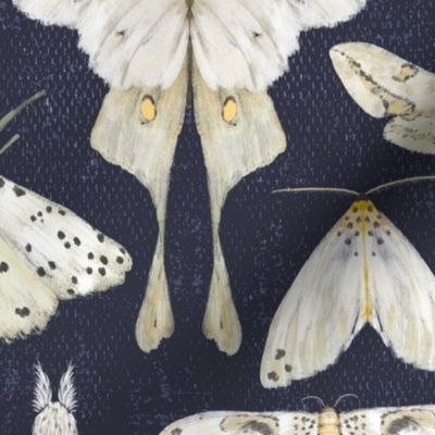 Moth Migration on Midnight - medium scale