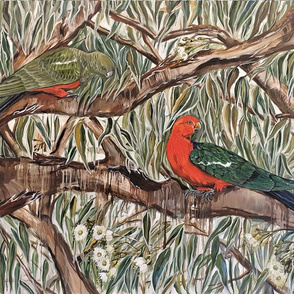 king parrots