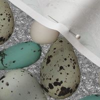 Migratory Bird Eggs
