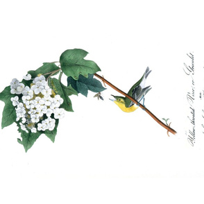 Teatowel Vintage Bird And Flower Illustration