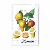 Teatowel With Vintage Lemon Illustration 