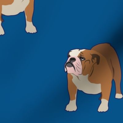 Bull Dog Full Body on Dark Blue Background - Large