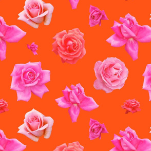 Pink roses on orange