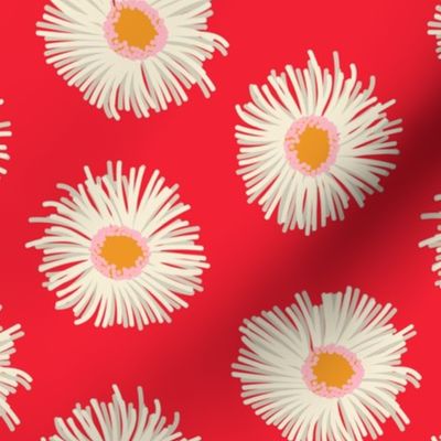 Pollinator Garden Collection-Daisies-Red