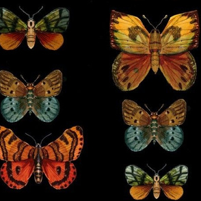 moths and butterflies