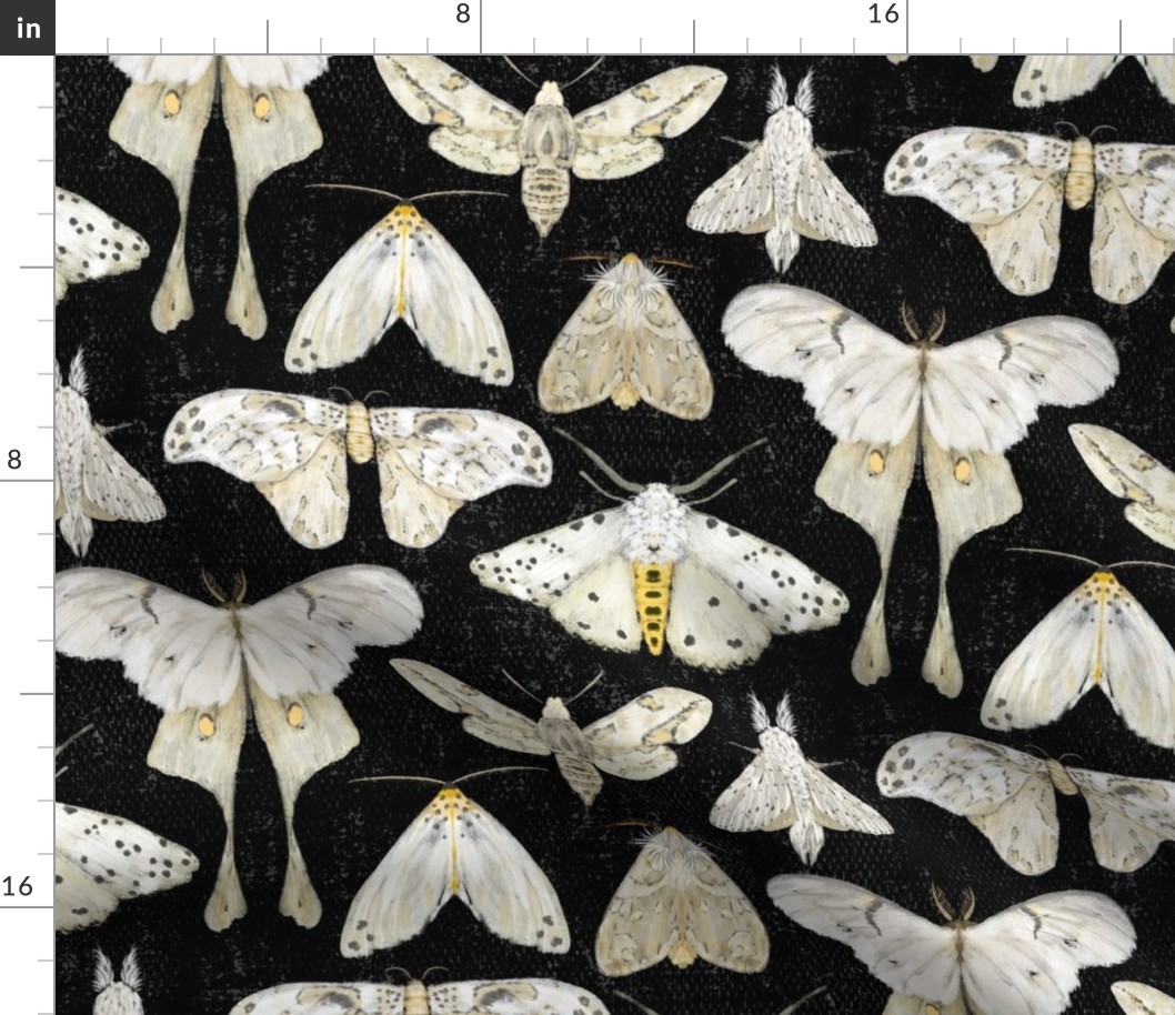 Moth Migration on Black