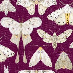 Moth Migration on Aubergine